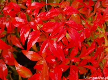 sklep ogrodniczy - Nandina domestica FIRE POWER /C2 *P26