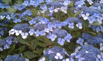 sadzonki - Hortensja piłkowana BLUE BIRD Hydrangea serrata C2/30cm *K10