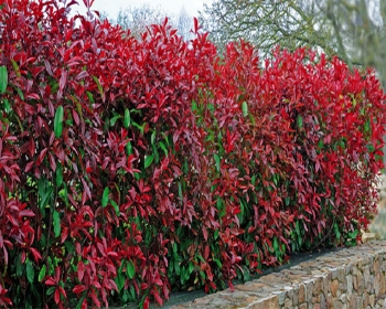 sadzonki - Głogownik RED ROBIN Photinia fraseri C5/40-60cm *K12