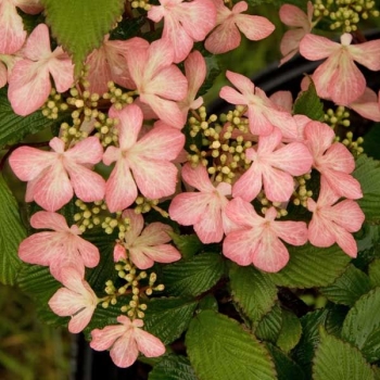 sadzonki - Kalina japońska PINK BEAUTY na PNIU Viburnum plicatum Nowość