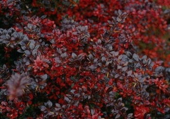 sadzonki - Berberys pośredni 'Red Jewel' C2