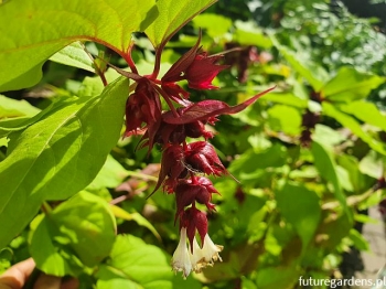 rośliny ogrodowe - Leicesteria GOLDEN Lanterns (Leycesteria Formosa) C4/30-40cm *K19