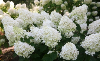 sadzonki - Hortensja bukietowa POLAR BEAR®  Hydrangea paniculata C2/C3 *20K