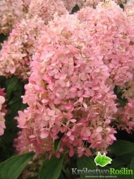 sadzonki - Hortensja wiechowata Magical CANDLE Bokraflame (Hydrangea paniculata) /C3 *K18