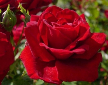 sklep ogrodniczy - Róża RUBY RUBY 'Weksactrumi'® Rosa R' Ruby Ruby