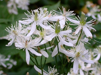 sadzonki - Powojnik mandżurski Clematis mandschurica Grupa Flammula-Recta /C2 *K13