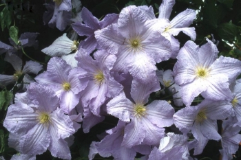 sadzonki - Clematis wielkokwiatowy BLUE ANGEL /C2