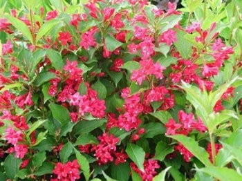 rośliny ozdobne - Krzewuszka  ''Red Prince'' Weigela P15/30-40cm *22