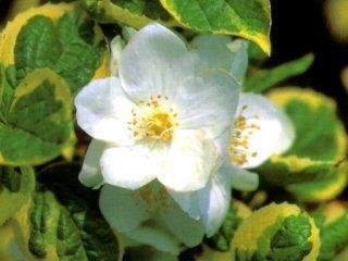 rośliny ogrodowe - Jaśminowiec wonny VARIEGATUS Philadelphus coronarius C3/30cm *K15
