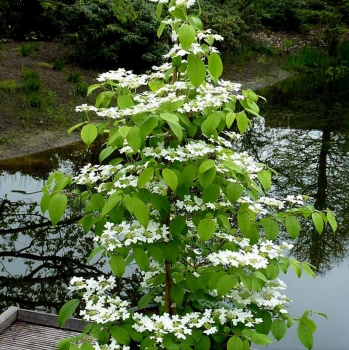 rośliny ogrodowe - Kalina japońska KILIMANDŻARO Viburnum plicatum C2/40-60cm *K18