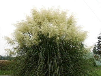 sklep ogrodniczy - Trawa pampasowa BIAŁA Cortaderia selloana White /C5 *TP