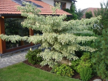 rośliny ozdobne - Aralia japońska VARIEGATA Aralia elata C7,5/30-50cm *K14