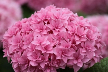 sklep ogrodniczy - Hortensja ogrodowa z serii You & Me PERFECTION® hydrangea macrophylla