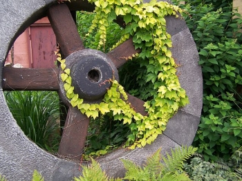 rośliny ogrodowe - Winobluszcz trójlistkowy FENWAY PARK Parthenocissus tricuspidata /C3