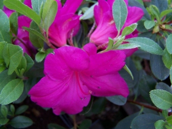 sklep ogrodniczy - Karłowa azalia japońska BISKUPIA Japanese azalea