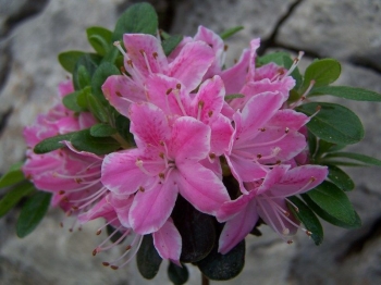 rośliny ozdobne - Karłowa azalia japońska BIAŁO-RÓŻOWA 'Karmesina Rosea' Japanese azalea P11/20cm