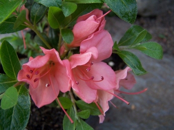rośliny ogrodowe - Karłowa azalia japońska 'PINK PANKRACY' 7-letnia Japanese azalea C4/40cm