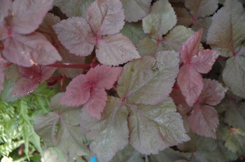 rośliny ogrodowe - Kryptotenia japońska 'ATROPURPUREA' CRYPTOTAENIA JAPONICA /C1,5 *K16