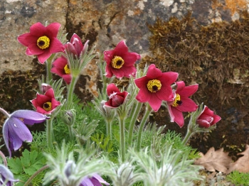 rośliny ogrodowe - Sasanka PINWELL DARK RED SHADES Pulsatilla vulgaris /P9