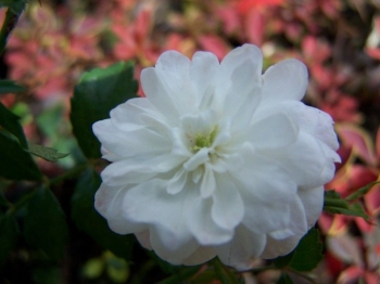 rośliny ogrodowe - Róża okrywowa White Fairy BIAŁA C2/20cm