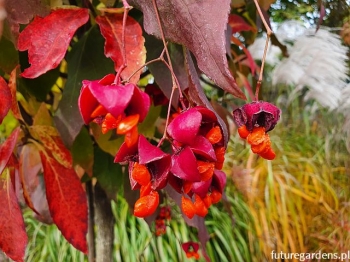 sklep ogrodniczy - Trzmielina płaskoogonkowa na PNIU Euonymus planipes C5/Pa80(100)cm *6