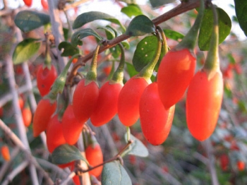 rośliny ozdobne - Lycium Eleagnus Barbarum Jagoda Goji -C1