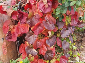 rośliny ozdobne - Winorośl japońska Vitis coignetiae C2/80-100cm *K11