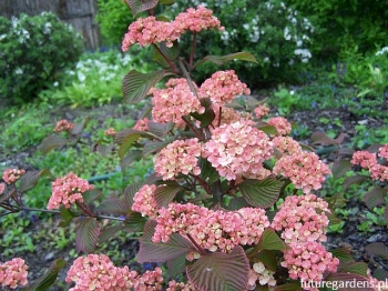 rośliny ozdobne - Kalina japońska ROSACE Viburnum plicatum Pink Sensation C4/30-40cm *K20