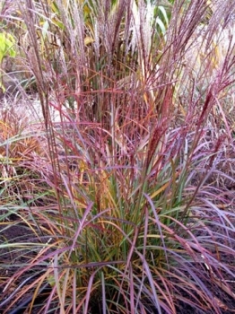 rośliny ozdobne - Miscanthus sinensis PURPLE FALL® Miskant chiński /P9