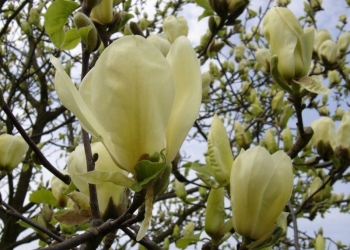 rośliny ogrodowe - Magnolia denudata Yellow River syn. Fei Huang C3/100cm