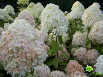 rośliny ozdobne - Hortensja bukietowa Phantom (Hydrangea paniculata Phantom) C2 *17