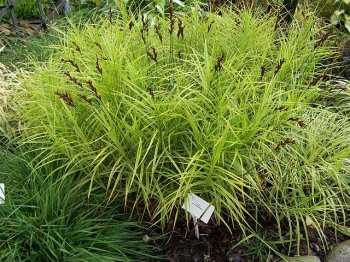 rośliny ogrodowe - Turzyca palmowa AUREOVARIEGATA Carex muskingumensis /C2 *P26