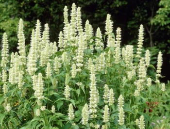 rośliny ozdobne - Kłosowiec anyżowy ALABASTER Agastache rugosa /C2