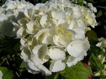 sadzonki - Hortensja ogrodowa Everbloom White Wonder 'White Ball' Hydrangea macrophylla