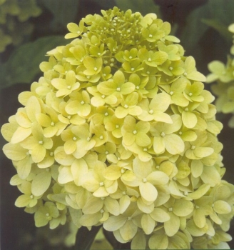 rośliny ozdobne - Hortensja bukietowa Limelight (Hydrangea paniculata Limelight) /C5 *19K