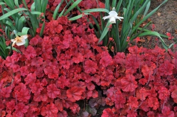 rośliny ogrodowe - Żurawka CHERRY COLA Heuchera /P12 *3