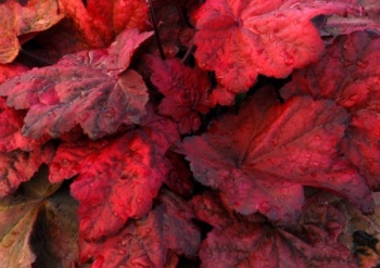 sadzonki - Żurawka AUTUMN LEAVES Heuchera