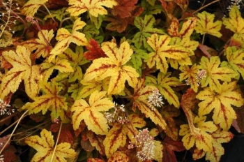 sklep ogrodniczy - Żuraweczka SUNRISE FALLS Heucherella