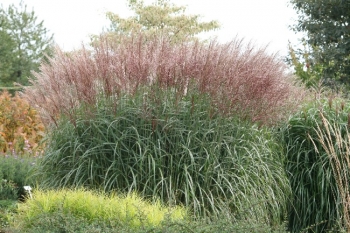 sklep ogrodniczy - Miscanthus sinensis KLEINE FONTANE Miskant chiński /C1,5 *5