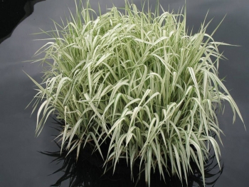 rośliny ogrodowe - Manna mielec VARIEGATA syn. Manna wodna Glyceria maxima C2