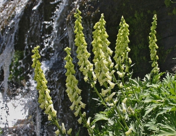 sklep ogrodniczy - TOJAD ŻÓŁTY LISI (ACONITUM VULPARIA) C2 *K6-O