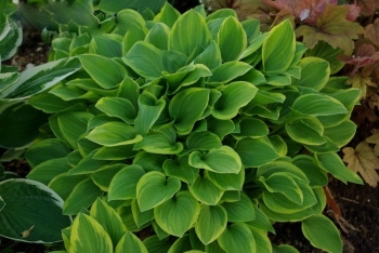 sklep ogrodniczy - Hosta karłowa GOLDEN TIARA Funkia /P9 *K7