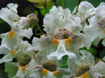 sklep ogrodniczy - Catalpa bignonioides (Surmia zwyczajna Katalpa) C7,5/1,6-1,8m