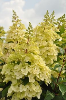 sadzonki - Hortensja bukietowa CANDLELIGHT® Hydrangea paniculata /C3