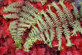 sklep ogrodniczy - Wietlica OCEAN'S FURY Athyrium P11