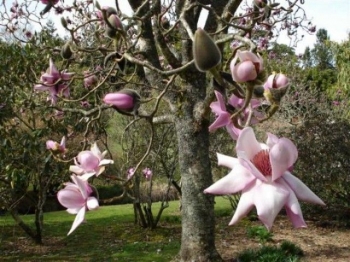 rośliny ogrodowe - Magnolia Pinkie
