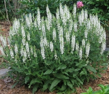 rośliny ozdobne - Szałwia łąkowa SWAN LAKE Salvia pratensis