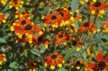 sklep ogrodniczy - Rudbekia trójklapowa PRAIRIE GLOW Rudbeckia triloba
