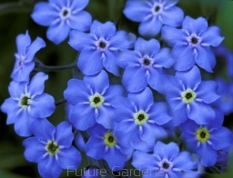 rośliny ozdobne - Niezapominajka alpejska NIEBIESKA Niezabudka, Żabie oczka Myosotis alpestris P9