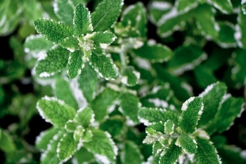 rośliny ozdobne - Mięta okrągłolistna VARIEGATA Mentha suaveolens C1
